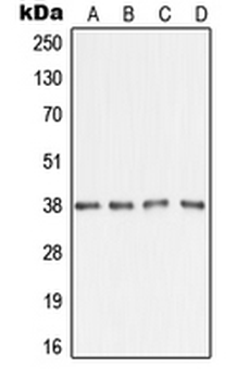 Anti-AMD1 Antibody