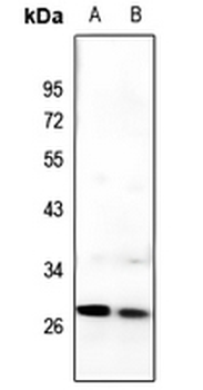 Anti-C/EBP delta/epsilon Antibody