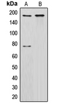 Anti-CUX1 Antibody