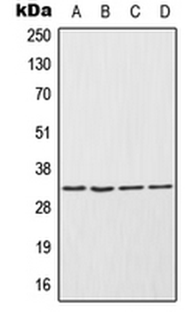 Anti-ENDOG Antibody