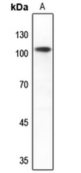 Anti-mGLUR2 Antibody