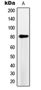 Anti-PDE4B/C/D Antibody