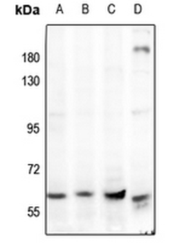 Anti-AMPK alpha 1/2 Antibody