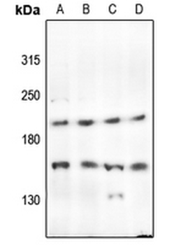 Anti-PTP kappa Antibody