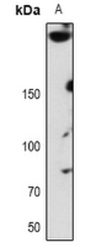 Anti-ABCA7 Antibody