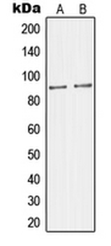 Anti-JIP2 Antibody