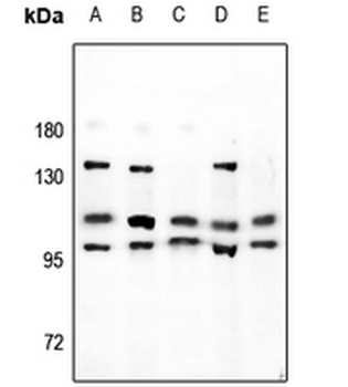 Anti-NBPF-pan Antibody