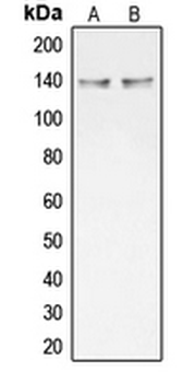 Anti-Collagen 20 alpha 1 Antibody