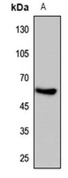 Anti-HIF3 alpha Antibody