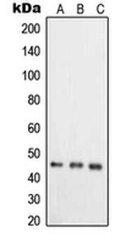 Anti-RELT Antibody
