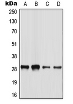 Anti-BATF2 Antibody