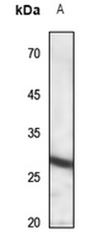 Anti-IL-22RA2 Antibody