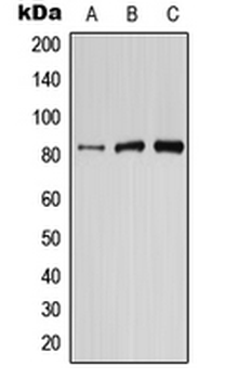 Anti-PIK3R6 Antibody