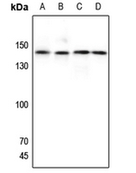 Anti-GPR125 Antibody