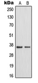 Anti-MAST4 Antibody