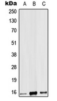 Anti-IL-9 Antibody