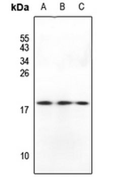 Anti-GADD45 beta Antibody