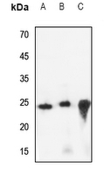 Anti-CREG1 Antibody
