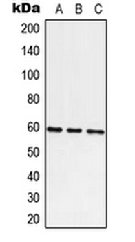 Anti-ATE1 Antibody