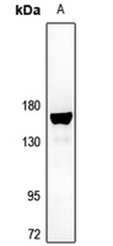 Anti-BIKE Antibody