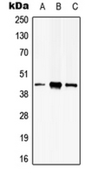 Anti-PSKH2 Antibody
