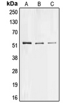 Anti-Collagen 26 alpha 1 Antibody