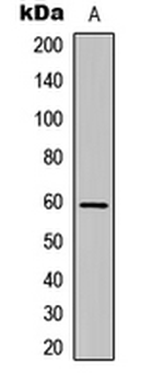 Anti-Cadherin 23 Antibody