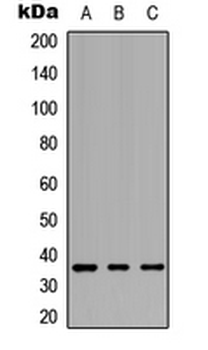 Anti-GPCR19 Antibody