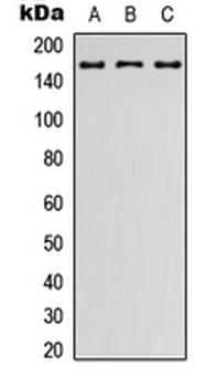 Anti-LPHN2 Antibody