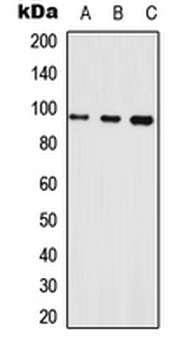 Anti-Neuroligin 1 Antibody