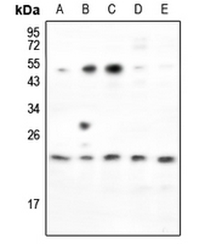 Anti-RND2 Antibody