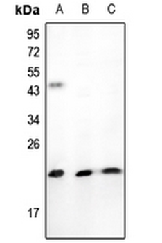 Anti-TNFAIP8L1 Antibody