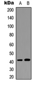 Anti-GPR68 Antibody