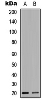 Anti-HEN1/2 Antibody
