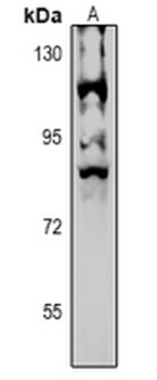Anti-NPAS4 Antibody