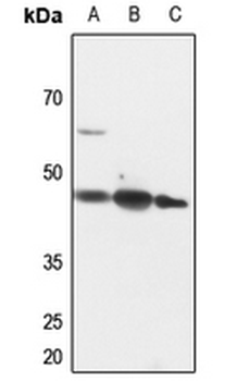 Anti-PINX1 Antibody