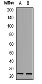 Anti-PXMP2 Antibody