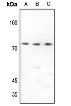 Anti-CD92 Antibody