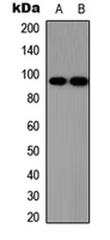 Anti-SOX6 Antibody
