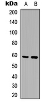 Anti-MST1/2 (pT183) Antibody