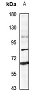 Anti-Ubiquilin 3 Antibody