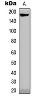 Anti-Collagen 18 alpha 1 Antibody