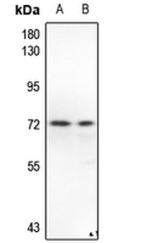 Anti-PAK1/2/3 Antibody