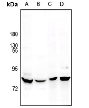Anti-MARK Antibody