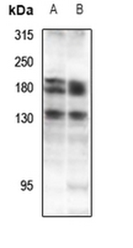 Anti-DZIP3 Antibody