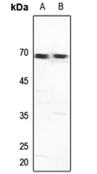 Anti-GTF2H1 Antibody