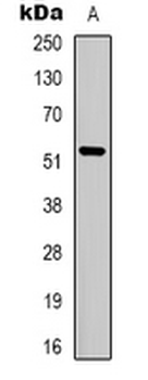 Anti-MCT12 Antibody