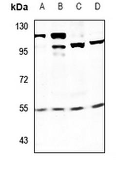 Anti-SEN54 Antibody