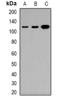 Anti-Tensin 3 Antibody