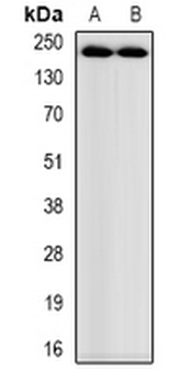 Anti-Myosin-pan (AcK505) Antibody